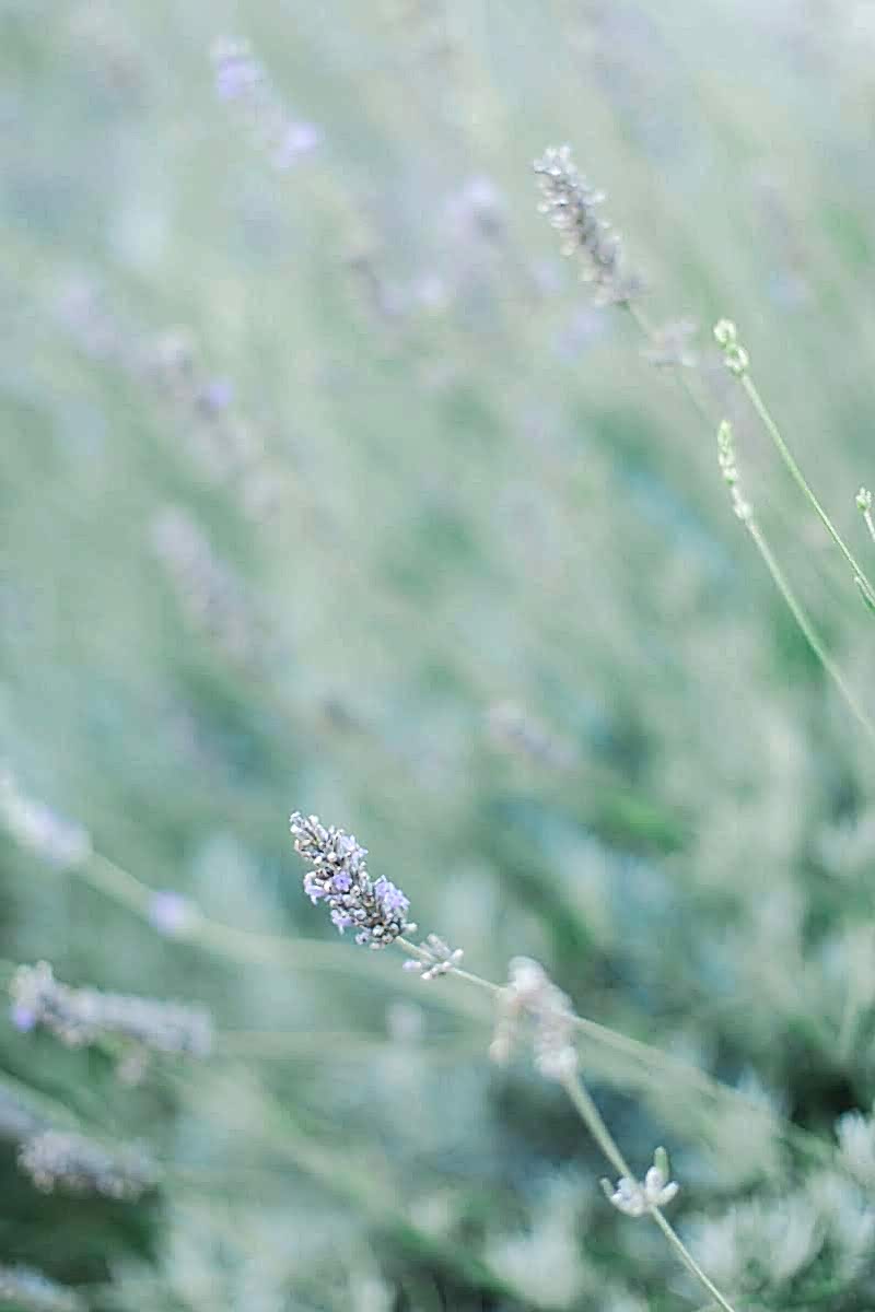 lavande mariage éco-responsable Provence